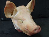Schweinekopf ganz mit Ohren